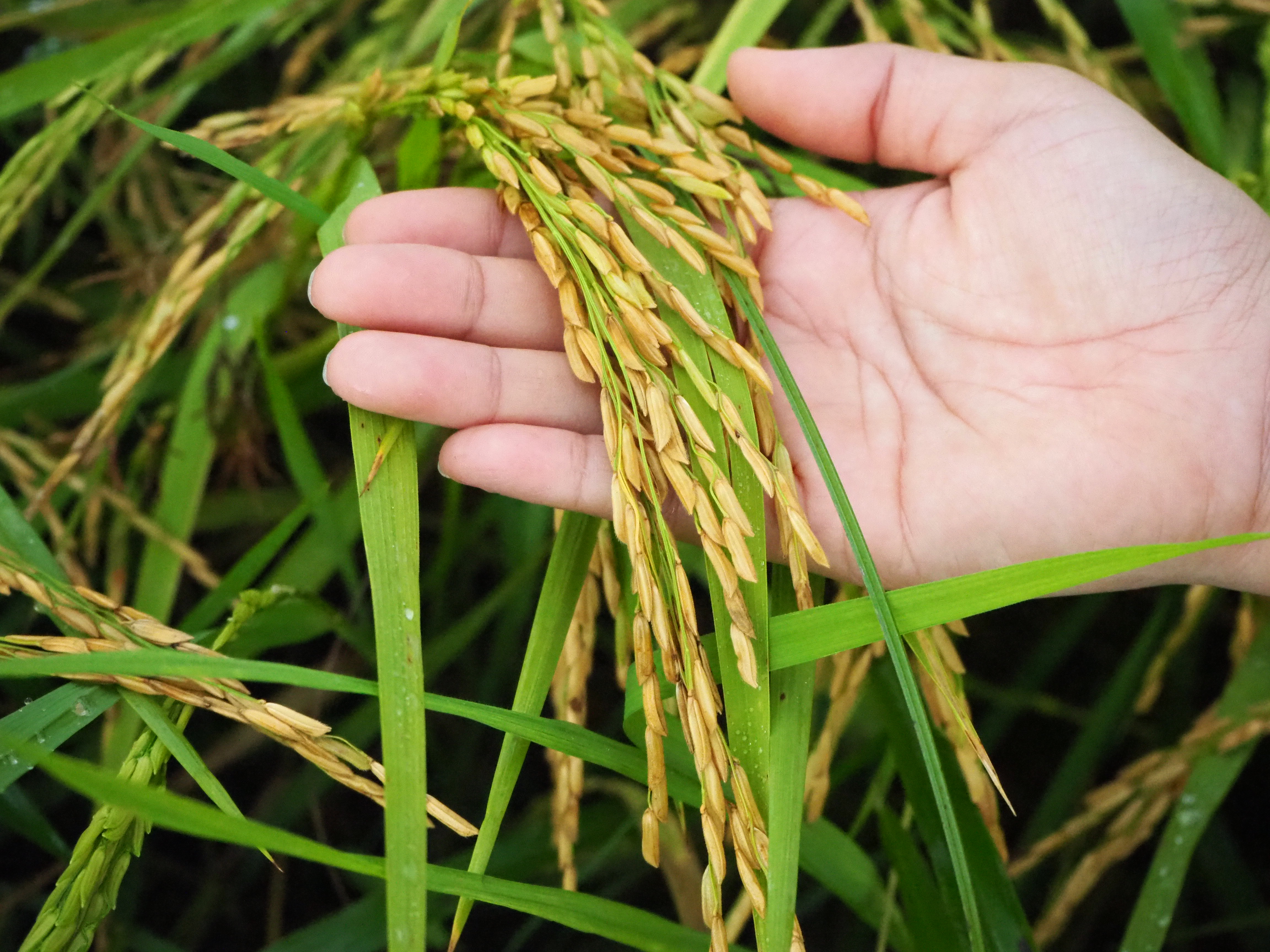 ภาพที่ 4