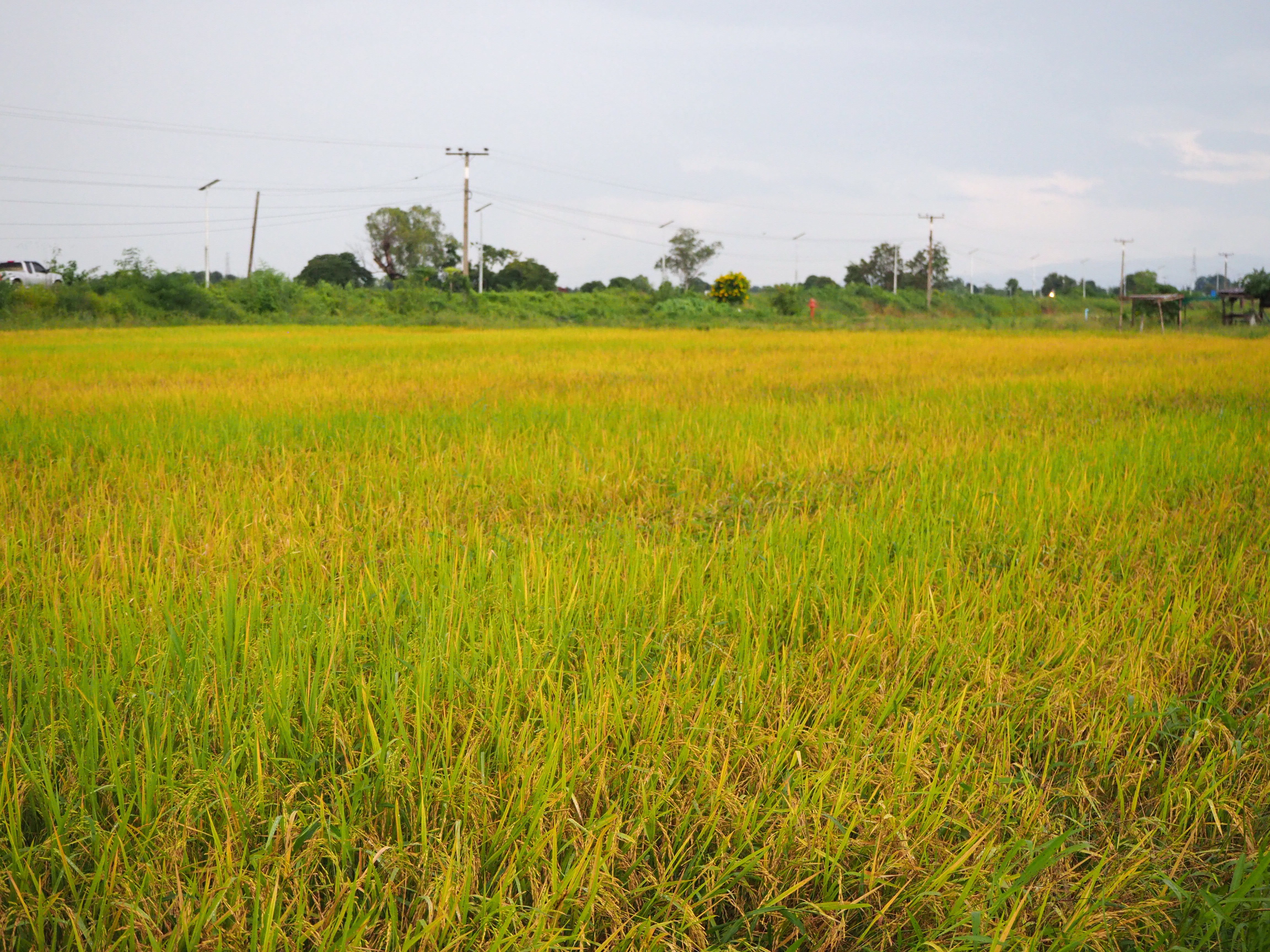 ภาพที่ 5