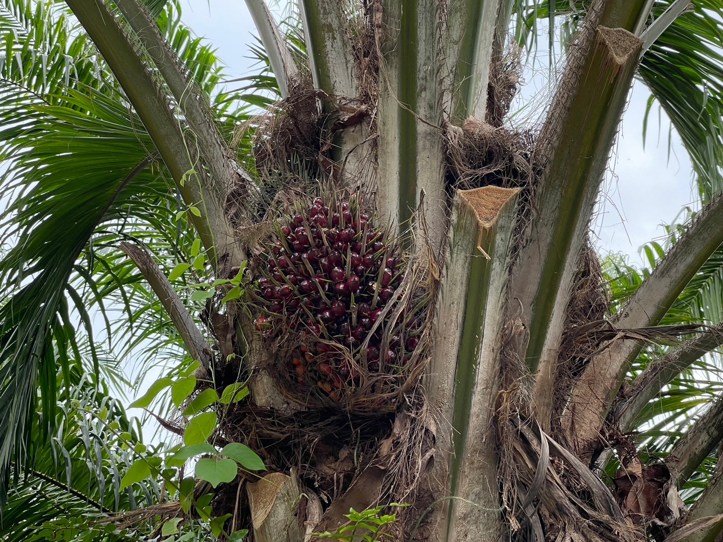 ภาพที่ 3