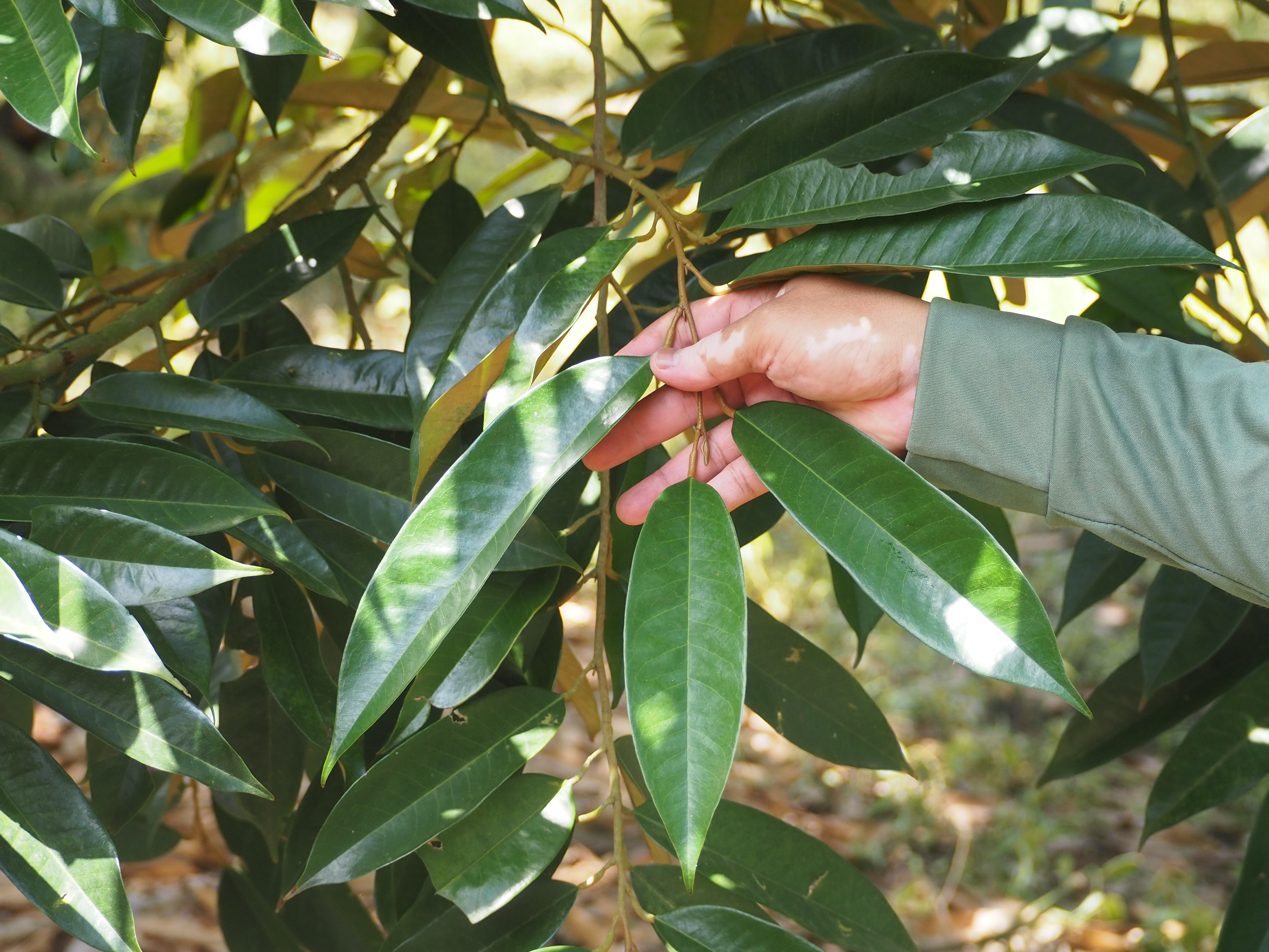 ภาพที่ 1