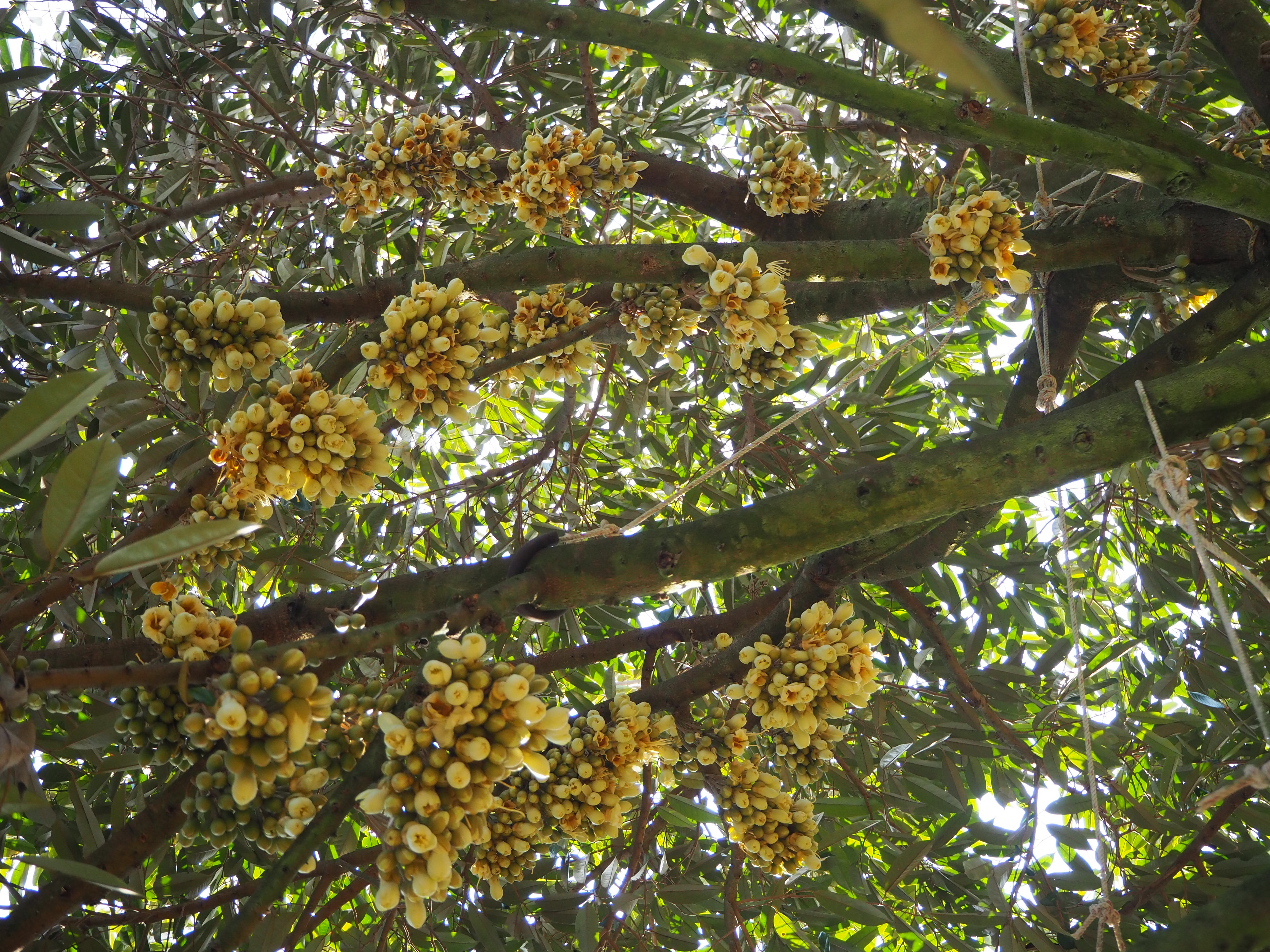 ภาพที่ 6