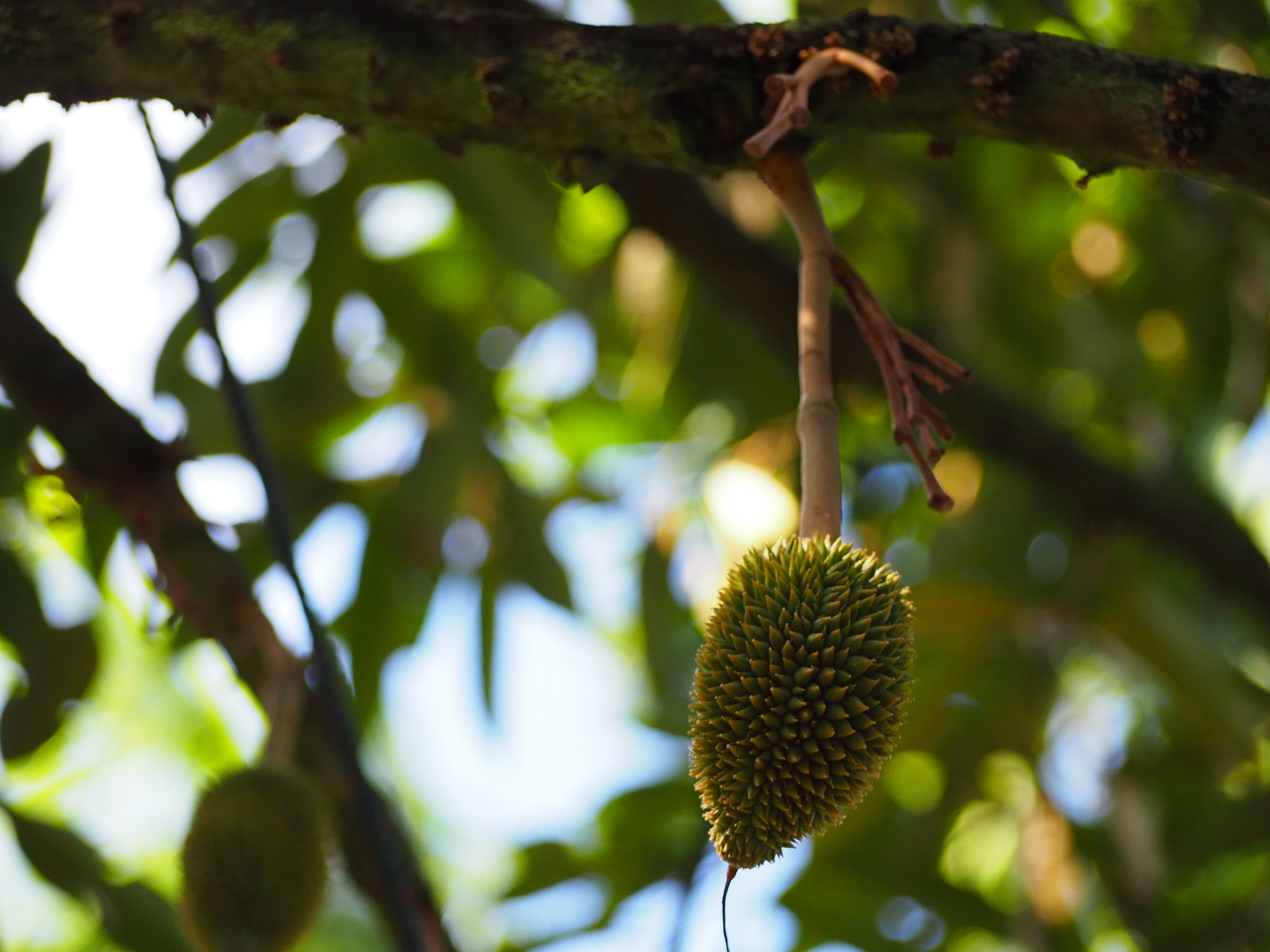 ภาพที่ 5