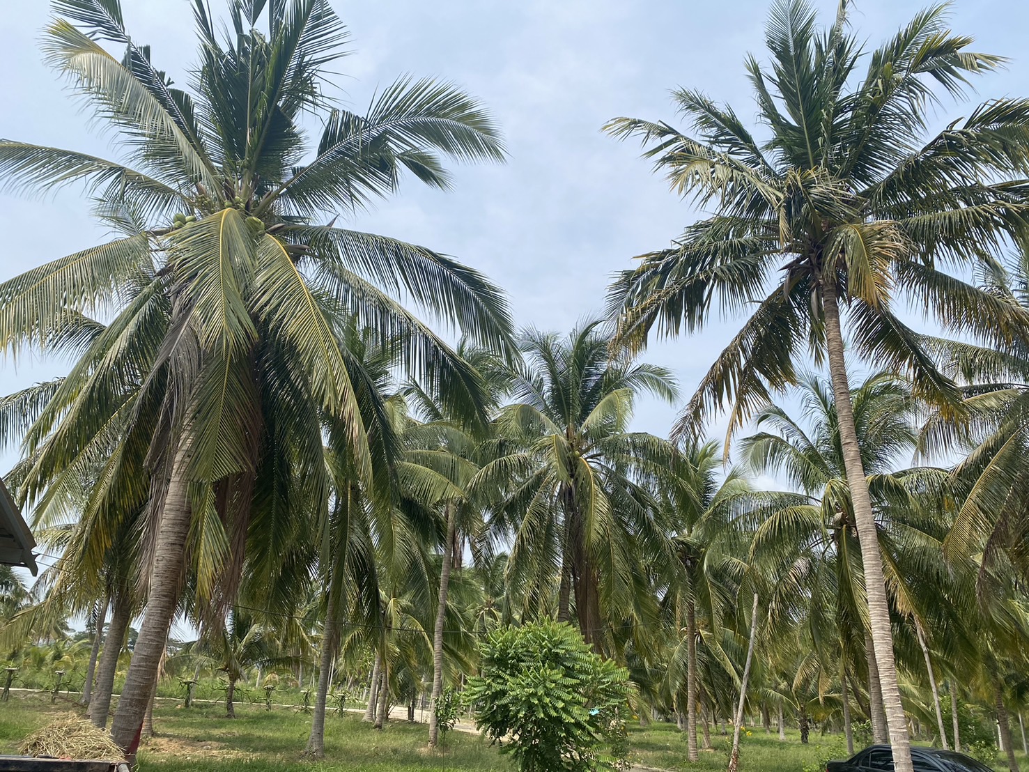 แปลงที่ใช้สารปรับปรุงดิน