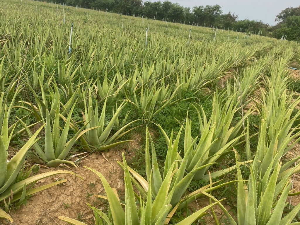 แปลงที่ไม่ได้ใช้สารปรับปรุงดิน